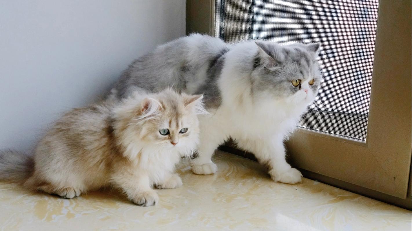 抖音猫咪honey的爆红背后,藏着哪些不为人知的萌点与流量密码?