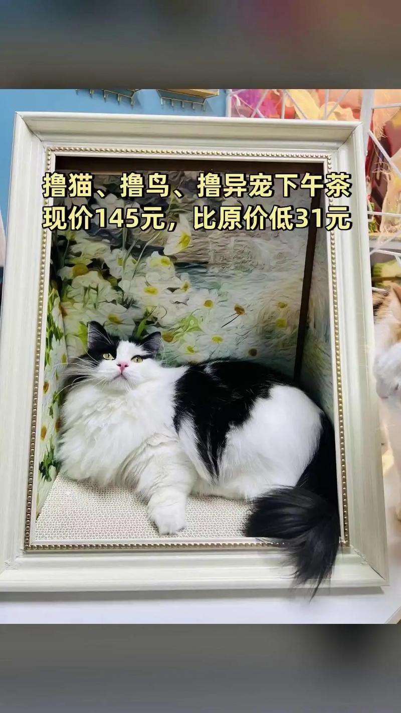 抖音猫咪honey的爆红背后,藏着哪些不为人知的萌点与流量密码?