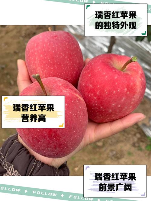 为什么苹果选择小红书作为营销阵地,却能精准打动年轻消费者的购买心?