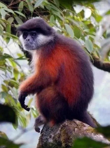 快手上的猴子是什么品种