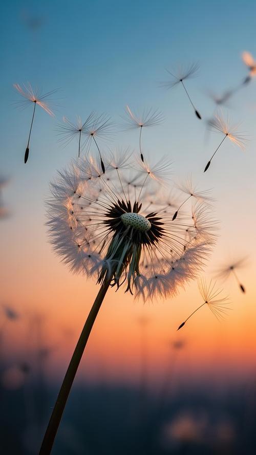 抖音疯狂抖蒲公英壁纸