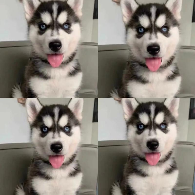 lol小智快手养哈士奇