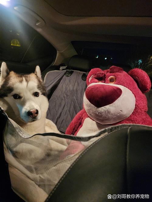 lol小智快手养哈士奇