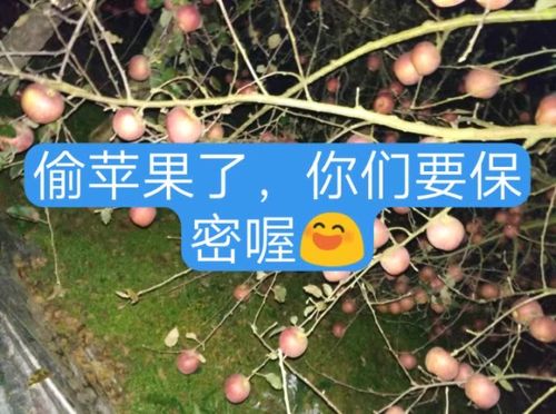 如何合法合规地借鉴他人快手作品内容并避免侵权风险?