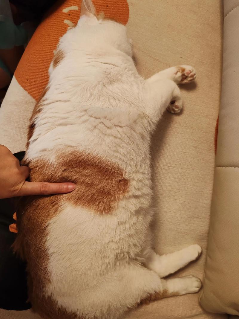 抖音猫扭身子抖音号为何能吸引百万粉丝?背后藏着怎样的萌宠流量密码?