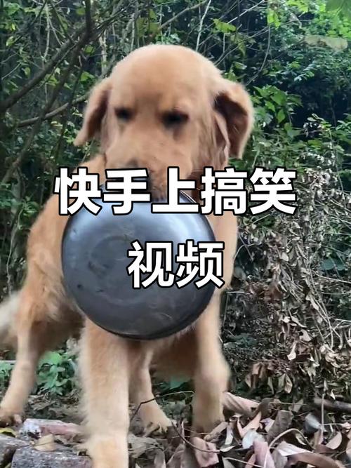 为什么快手拍段子的搞笑音乐总能精准戳中笑点,成为短视频爆款的灵魂BGM?