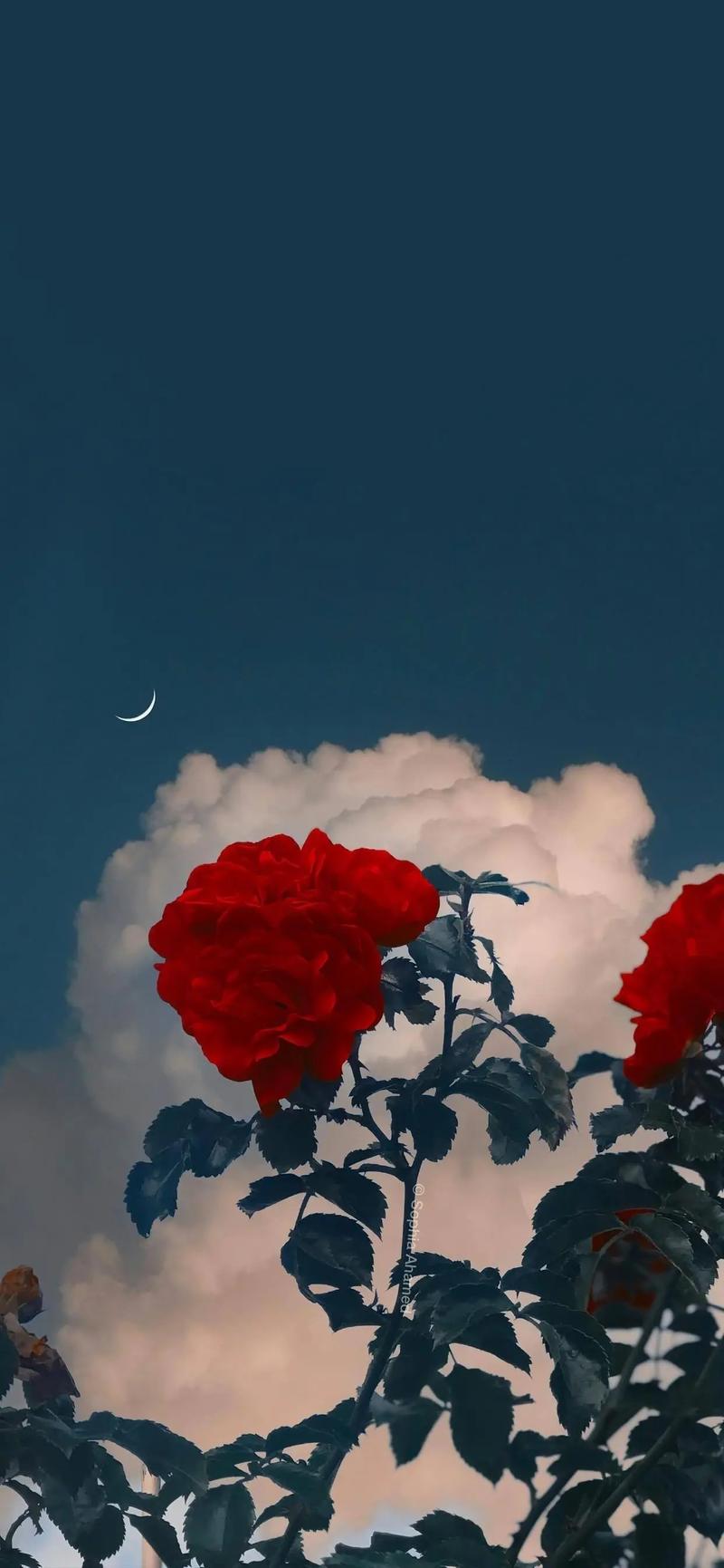 抖音最火图片朋友圈,为何这些内容能刷屏,背后藏着怎样的流量密码?