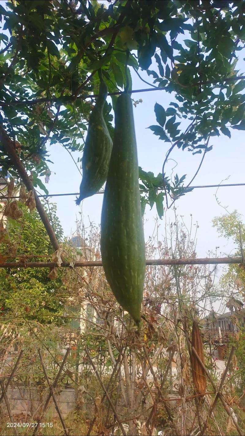 抖音上爆火的‘丝瓜skr’是什么梗?背后藏着怎样的创作逻辑和传播密码?