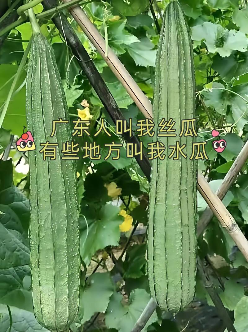 抖音上爆火的‘丝瓜skr’是什么梗?背后藏着怎样的创作逻辑和传播密码?