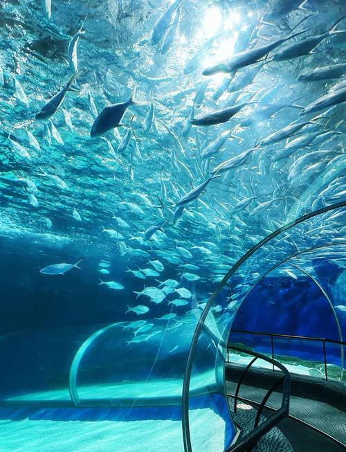 抖音爆火的上海海底究竟藏着什么秘密?是奇幻秘境还是城市暗角?