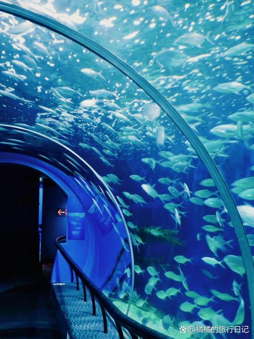 抖音爆火的上海海底究竟藏着什么秘密?是奇幻秘境还是城市暗角?